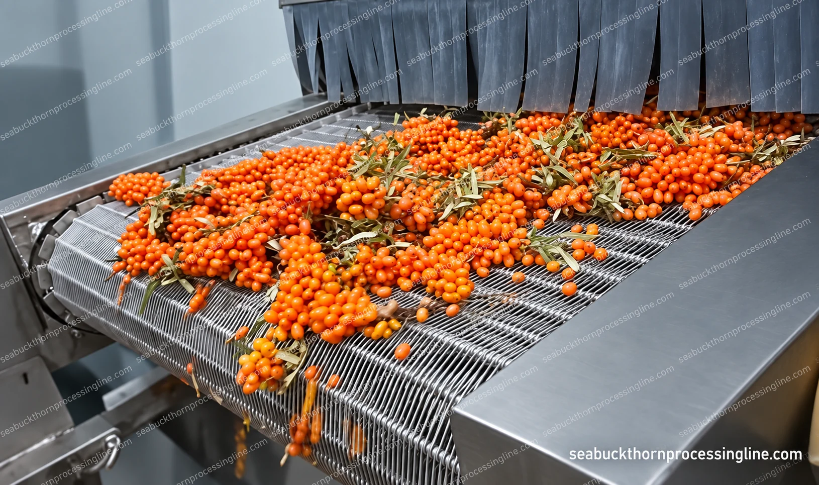 Orange berries and twig fragments on a section of mesh conveyor